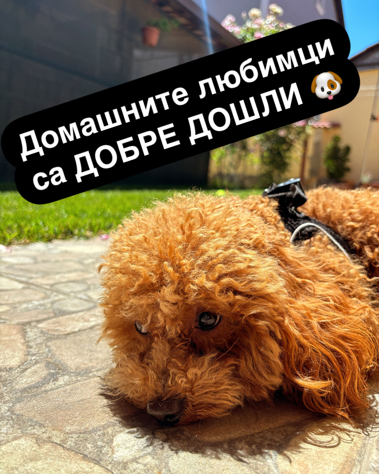 Нощувка с домашен любимец